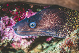 Fototapeta Zwierzęta - Underwater image of Moray eel fish