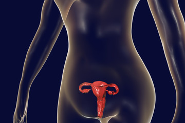 Sticker - Anatomy of female reproductive system, 3D illustration. Female gynecology organs highlighted inside body