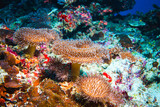 Fototapeta Do akwarium - Underwater image of colorful bright corals