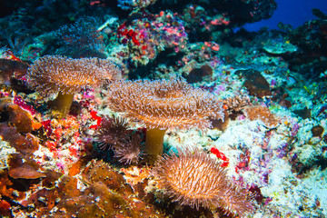 underwater image of colorful bright corals