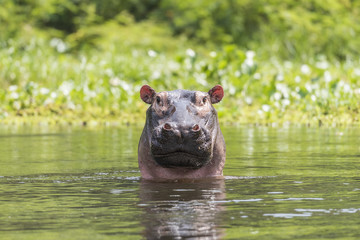 nile hippo