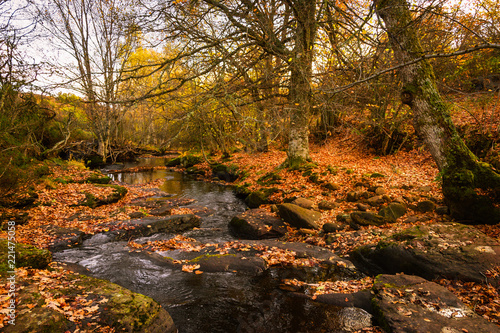 фотография Beautiful river in autumn among brown leaves and trees Aguilar de Campoo