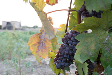 Grapes Plantation in Italy at Sunset in Autumn before the Harvest