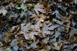 Background photo , fallen autumn leaves of  plane tree