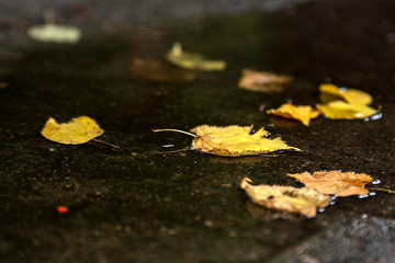 Fall leaf on the ground