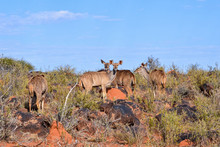 Kudu Family Group