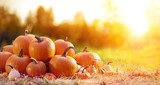 Fototapeta  - Thanksgiving - Ripe Pumpkins In Field At Sunset
