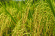Rice plant closeup