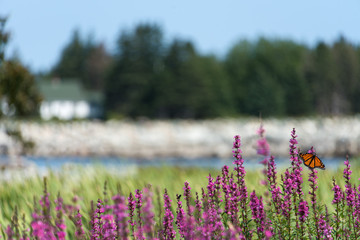 Purple Flowers with Monarch Butterfly