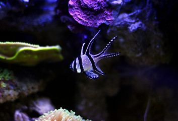 Wall Mural - Banggai Cardinalfish - Pterapogon kauderni 