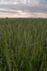 agriculture field of green winter wheat