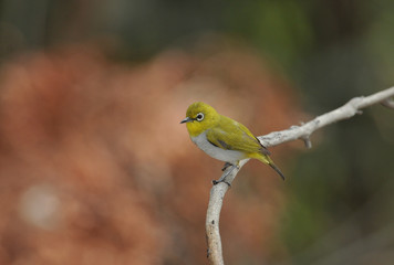 Oriental White-eye, Lovely yellow bird.