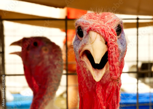Fényképezés Turkey, Meleagris gallopavo, at the farm agriculture bird head closeup