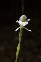 Aporostylis bifolia, or odd-leaved orchid, an endemic New Zealand terrestrial orchid. Flower spike with one open flower growing on the forest floor.