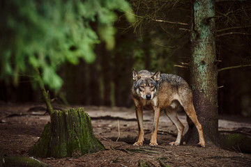 Wall Mural - wolf in the forest