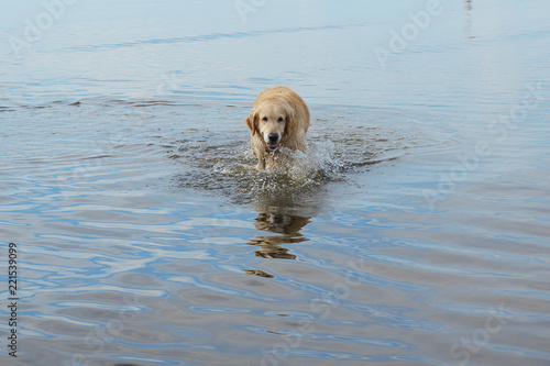Red Haired Dog Breed Golden Retriever Coming Out Of The Sea Buy