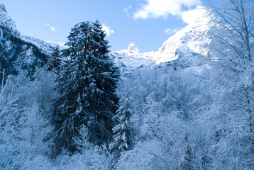 the snow-covered forest on the high mountains