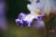 Close up pétale d'un iris violet blanc