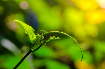 Wall Mural - fresh and green leaves in the garden.