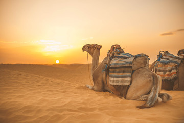 camel in the Sahara Desert