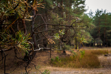 Canvas Print - Dirt road in the autumn pine forest