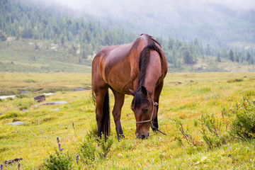 Horses in nature