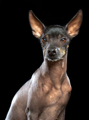 Wall Mural - Xoloitzcuintle Dog Isolated  on Black Background in studio