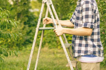 Wall Mural - young man picking fruit from the tree using climbing the ladder in the garden a