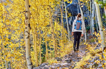 Wall Mural - Tourist hiking in aspen grove at autumn