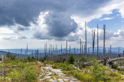 Photo View to Dreisessel, Trojmezi and Trojmezna hills with forests destroyed by bark beetle infestation (calamity) in Sumava mountains