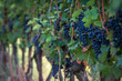 vineyard with ripe grapes in countryside