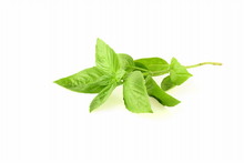 Isolated Fresh Green Basil Herb Leaves  On White Background