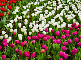 Fototapeta Tulipany - The white and purple tulip garden