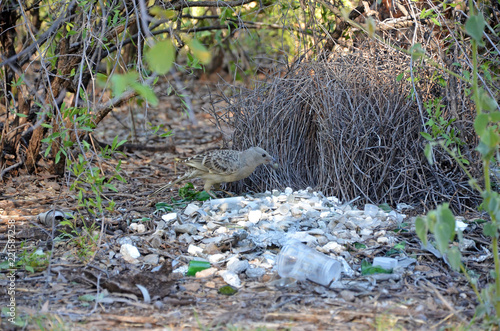 Cuadros en Lienzo Australian Great Bowerbird, Chlamydera nuchalis, decorating a bower in the Boodjamulla National Park, north west Queensland
