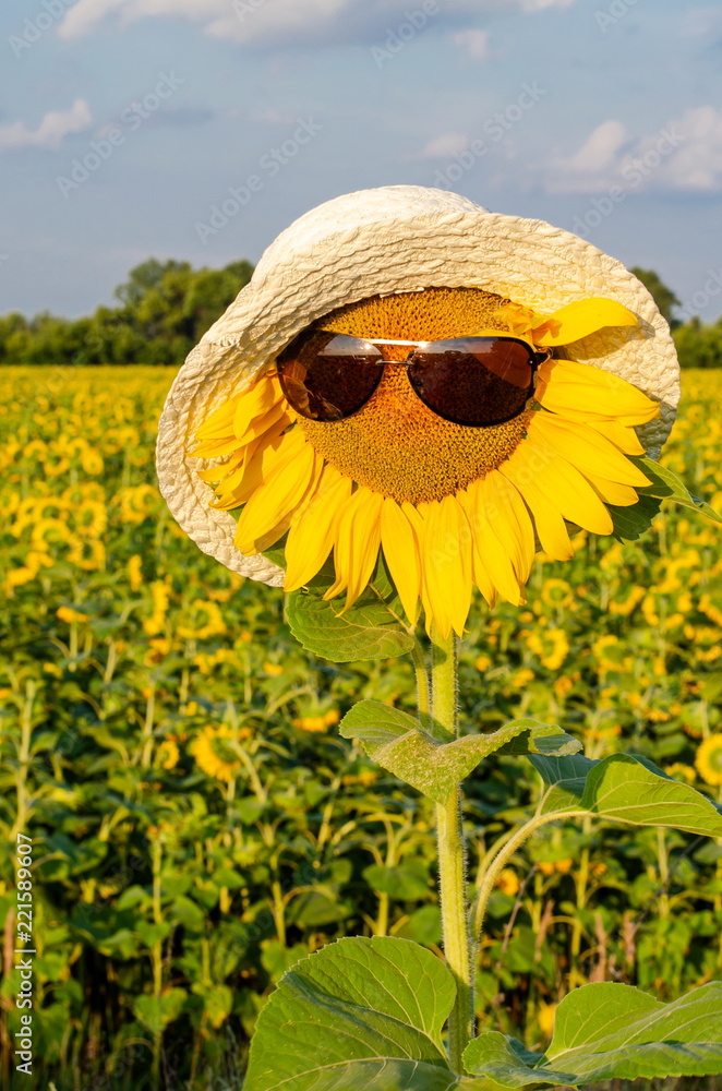 Sunflower in a straw hat and sun goggles, against the Sunflower in a straw hat and sun goggles, against the