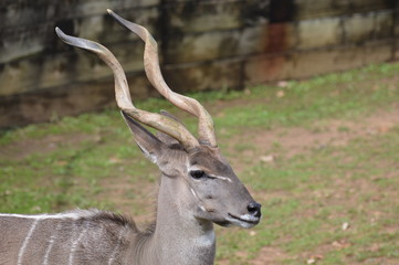 Poster - Close up of a Kudu