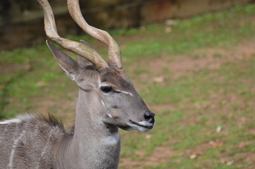 Poster - Close up of a Kudu