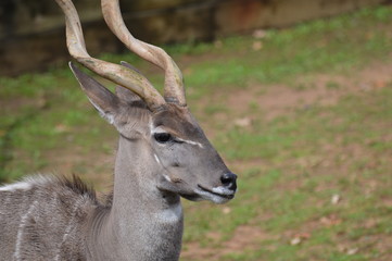 Poster - Close up of a Kudu