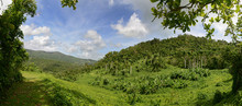Panoramic View Of The Rain Forest In Puerto Rico
