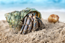 Colorful Hermit Crab On The Beach.