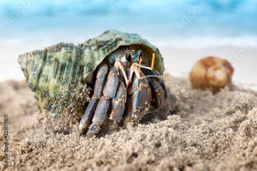 Fotomural Colorful hermit crab on the beach.