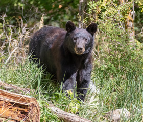 Poster - Black bear near Capulin Spring in Sandia Mountains, New Mexico