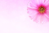 Fototapeta Kwiaty - pink flower ftexture background for peace web meditation spa health religion nature concept background
