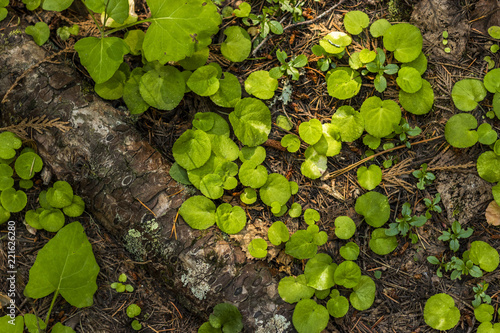 Green Forest Floor Plants Growing Buy This Stock Photo And