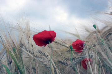 Wall Mural - poppy ear