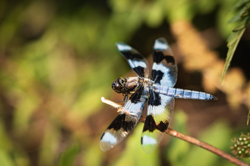 Sticker - dragonfly