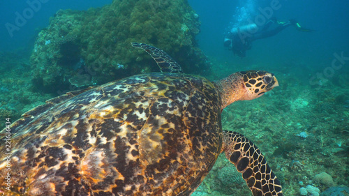 Zdjęcie XXL Denny żółw między koralami podwodnymi. Cudowny i piękny podwodny świat. Nurkowanie i snorkeling w tropikalnym morzu, Filipiny, Mindoro.