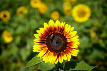 Sunflower And Bee In Garden