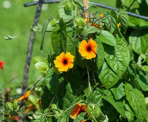 Thunbergia Alata La Suzanne Aux Yeux Noirs Une Plante