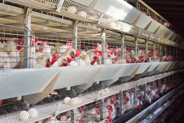 Poultry farm for breeding chickens, chicken eggs go through the transporter, chickens and eggs, industry, farming